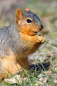 Eastern Fox Squirrel Sciurus Niger Fox Squirrel Squirrel Animals