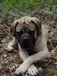 Mastiff For Sale in Michigan - Hoobly Classifieds