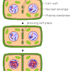 Cell wall, nuclei, chromatin, cytoplasm and cell plate. Https Encrypted Tbn0 Gstatic Com Images Q Tbn And9gctaq4f Dgdegtyuj2qqi0p4wcl1frvs5wdfmbvvc5tvz3bdupmr Usqp Cau