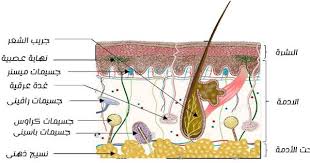 رسم تخطيطي لبنية الجلد و المستقبلات الحسية مع البيانات جاهز للطباعة blog posts blog post