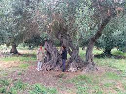 It is bordered to the south by vicente lópez neighborhood and florida; Olivo Muy Antiguo Y Molino De Piedra Para Olivas Picture Of Olivos Centenarios Huasco Tripadvisor