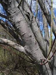 Image result for Goat Willow