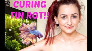 How To Cure Fin Rot In Betta Fish Before And After Pictures Youtube