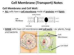 > the primary cell wall, a wall formed during cell division that expands as the cell grows. Ppt Cell Membrane Transport Notes Cell Membrane And Cell Wall Powerpoint Presentation Id 2087920