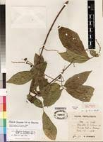 Image result for Allophylus ferrugineus