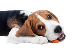 Today, the average dry dog food shows crude fiber at 2.5 to 4.5 percent. Add High Fiber Foods To Your Dog S Diet To Aid Digestion Maintain Weight