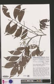 Image result for Eriocoelum