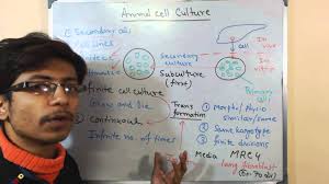 Animal cell culture is the process of growing cell in vitro in a suitable culture medium which contains a mixture of nutrients and answer: Animal Cell Culture 5 Secondary Cell Culture Youtube