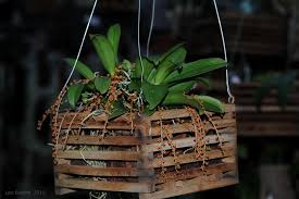 Image result for Chamaeangis