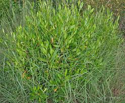 Image result for Dodonaea viscosa