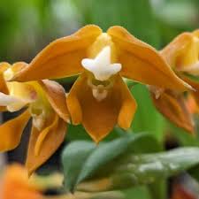 Image result for Polystachya adansoniae