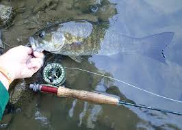 Either way, we are always here to help you make the best choice for your fly fishing needs. Bobcat Hollow Fly Fishing Tying Why Ultralight Fly Fishing