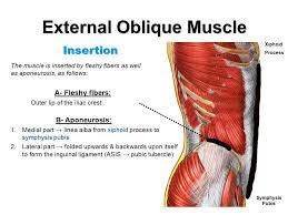 External Oblique Muscle Origin And Insertion Forms The Inguinal Ligament Muscle Anatomy Muscle Anatomy And Physiology