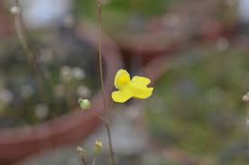 Image result for Utricularia subulata