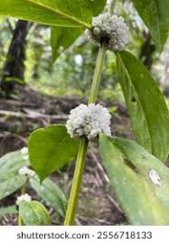 Image result for Spermacoce verticillata