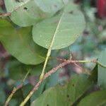 Image result for Nesogordonia