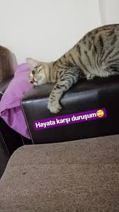 Asya Eylem Adli Kullanicinin Canlarrr Panosundaki Pin Fotografcilik Ipuclari Hayvanlar Cift Resimleri