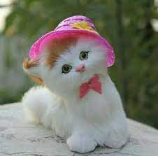 Pin By An On I Love Cats Puppy Images Animals Funny Cats Cute Little Kittens