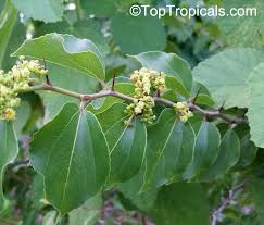 Image result for Ziziphus abyssinica