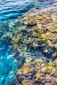 Discover more posts about korallenriff. Korallenriff Picture Of Reef Oasis Blue Bay Resort Sharm El Sheikh Tripadvisor