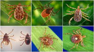 Beware Of Ticks Heres How To Identify 6 Species Silive Com