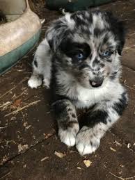 If you do live somewhere small, you might like to consider a mini dallas australian shepherd puppy for sale. Pin On Kittens Puppies Baby Animals