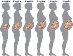 Resultado de imagen de HOW WE ARE BORN