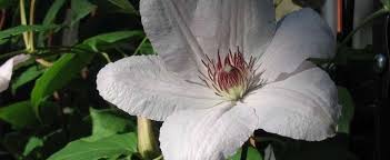 Check spelling or type a new query. Clematis Early Large Flowered Clematis Clematis John Paul Ii