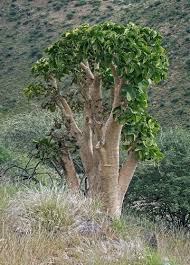 Image result for Cyphostemma paucidentatum