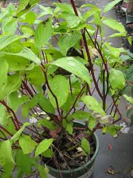America's largest online plant nursery. Red Twig Dogwood Hgtv