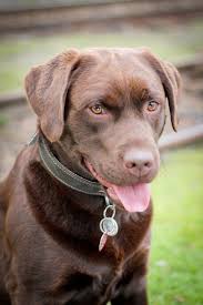 Image result for labrador retrívr