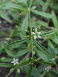 Image result for Molluginaceae