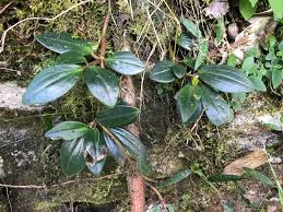 Image result for Peperomia fernandopoiana