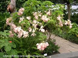 Image My Nice Garden Mussaenda Philippica Queen Sirikit Florida Garden Ideas Rock Garden Plants Rainforest Plants