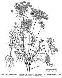 Image result for Daucus carota
