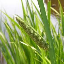 Image result for Calamus deerratus