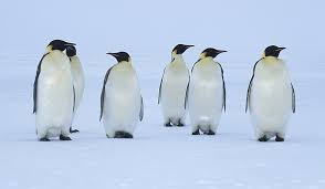 In fact, it is the second largest among penguins. Emperor Penguin Aptenodytes Forsteri Polarjournal