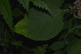 Image result for Laportea ovalifolia