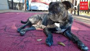 This hybrid dog enjoys spending time with its owners and can be good watchdogs. Pug Cross Breeds List Cutest Pug Mixes Information Reviews Pictures