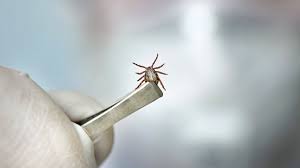 Wanderröte ein typisches symptom nach einer infektion mit dem bakterium borrelia burgdorferi ist ein kreisrunder hautausschlag, der sich nach einigen tagen rund um die einstichstelle bildet. Borreliose Symptome Ursachen Behandlung Onmeda De
