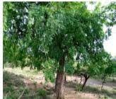 Image result for Zanthoxylum chalybeum
