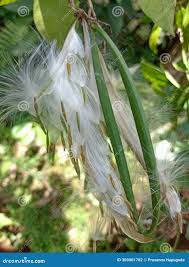 Image result for Cynanchum