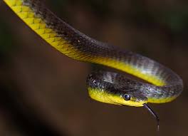 Common Tree Snake Dendrelaphis Punctulatus At The