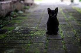 Baby kittens for sale near me: 3 Reasons People Don T Adopt Black Cats Psychology Today