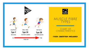 Muscle Fibre Types Chart Of Characteristics And Simple Acronym