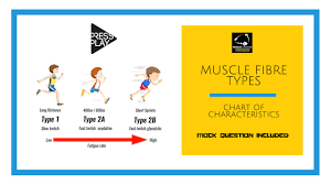 muscle fibre types chart of characteristics and simple acronym