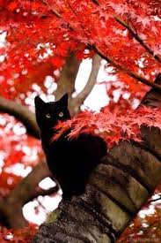 Pin By Nimet Pekel On Oszi Kepek Cats Black Cat Halloween Cats Sleeping Funny