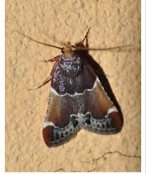 Image result for Pyralis lienigialis