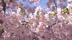 Joe plays a dentist whose patients trust him before, during and after treatment. 0kl0macipuo6km