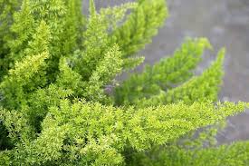 Image result for Asparagus laricinus